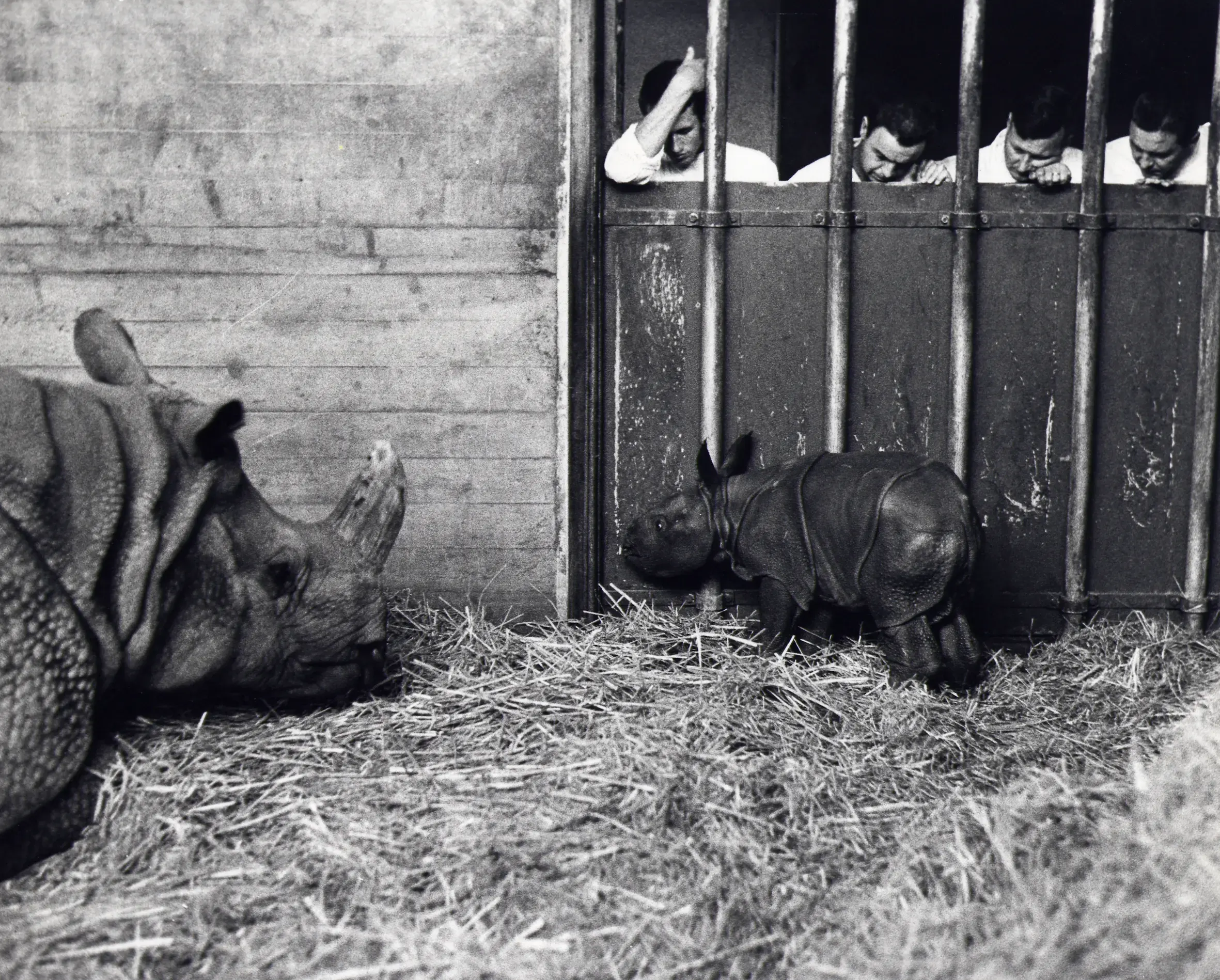 Tierpfleger und junges Panzernashorn in den 1960er-Jahren.